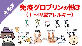 免疫グロブリンの働き（1型、2型、3型、4型アレルギーの機序） [upl. by Schwartz]