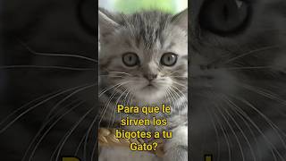 LOS BIGOTES DE LOS GATOS  Cual es su Función [upl. by Braden]