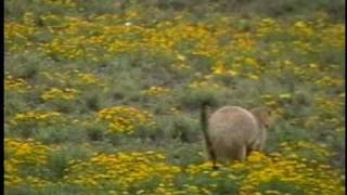 PERRITOS DE LA PRADERA O LLANEROS EN MEXICO Cynomys mexicanus VOB [upl. by Sheff88]