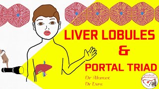 PORTAL TRIAD  LIVER LOBULE  shorts gastroenterology histology medicine [upl. by Oyr]