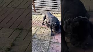 Cane corso fight video  Dangerous dog Cane Corso  large size Cane Corso dangerdog ytshorts [upl. by Hamnet]