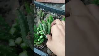 How to grow caralluma or chung garden gardening [upl. by Neiv466]