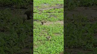 Blackcollared starling Birds beautifulbird birds birdsounds bird nature birdsoun myna [upl. by Tserof]