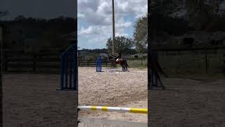 should have steered him better equestrianshow horseenthusiast equestrian equestrianculture get [upl. by Aicined]