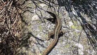 Podarcis muralis  Lagartija roquera  Common wall lizard [upl. by Maire732]