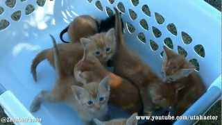 Basket of Meowing Kittens [upl. by Ronym]