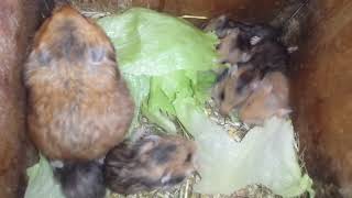 Teddyhamster Wurf 185 Hamsterbabies vernichten Salat im Nest [upl. by Penrose365]