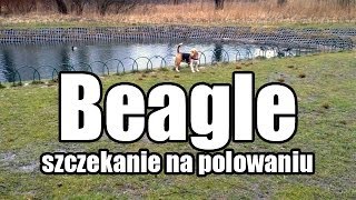 Beagle szczekanie i polowanie  trop wiewiórki [upl. by Uolyram]