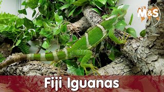 Fiji Iguanas Brachylophus Basic [upl. by Ettenil106]