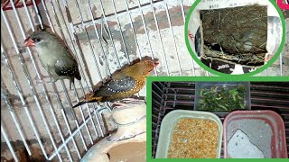 52Breeding diet and information about strawberry finch [upl. by Landing]