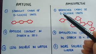 Amylose and amylopectin  difference between Amylose and amylopectin [upl. by Yla840]