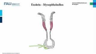 Histologie ─ Drüsenepithelien [upl. by Luane]