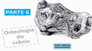 OSTEOLOGIA DO CRÂNIO  parte 6 anatomia veterinária [upl. by Enelrahs]