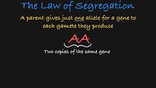 Mendels Law of Segregation Explained [upl. by Massey]