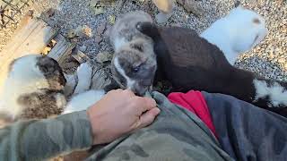 Central asian shepherd puppies [upl. by Greene]