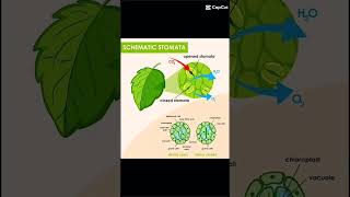 Opening and closing of stomata nature Learn with saba biology botany [upl. by Nalyt]