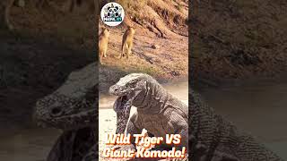 Wild Lion vs Giant Komodo Shocking Results Revealed amazing movie [upl. by Gwyneth]