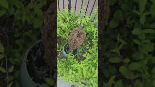 SoCal Bee Removal And Relocation Live Beehive Removal Gone Wrong Then Gone Right [upl. by Downe]