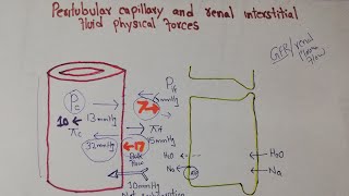 Renal system Lec 103  Peritubular Capillary Hydrostatic pressure  Colloid osmotic pressure [upl. by Philcox]