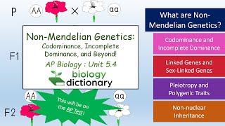 NonMendelian Genetics Codominance Incomplete Dominance and Beyond  AP Biology 54 [upl. by Naiva89]