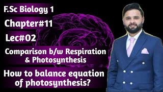 Respiration and photosynthesiscompensation point and balance equation of photosynthesis [upl. by Lenoil]