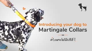 All you need to know about Martingale collars LearnWithHUFT I Heads Up For Tails [upl. by Anallise420]