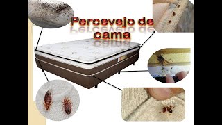 Percevejo de Cama Como eliminar [upl. by Harrie961]