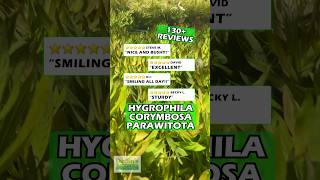 ⭐️⭐️⭐️⭐️⭐️ Customer Reviews  HYGROPHILA CORYMBOSA PARAWITOTA RUGGED [upl. by Philly63]