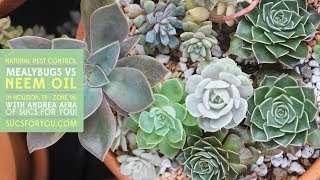 Mealybugs vs Neem Oil Natural Pest Control for Succulents [upl. by Joanne43]