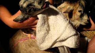 Difficult Pygmy Goat Birth First of two Babies HBA Farms Video 1 of 3 [upl. by Eecal936]