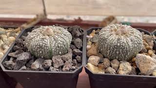 Consejos para el cultivó de Astrophytum [upl. by Nare627]