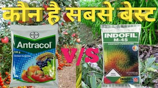 Bayer antracol। indofil mancozeb। contact fungicide [upl. by Aniroc344]