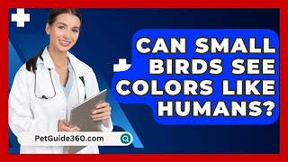 Can Small Birds See Colors Like Humans  PetGuide360com [upl. by Ramirolg]