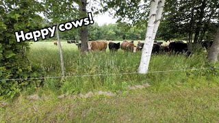 Back pasture is ready and the cows love it [upl. by Nylyaj]