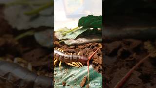 Scolopendra dehaani amazing butiful giantcentipede speed dangerous venomous [upl. by Leighton]