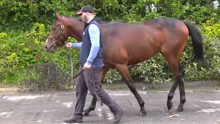 LOT 168 ARQANA BREEZE UP SALE DEAUVILLE [upl. by Andres466]