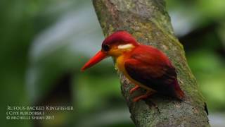 Rufousbacked Kingfisher Ceyx rufidorsa  in Selangor Malaysia [upl. by Ynaoj156]