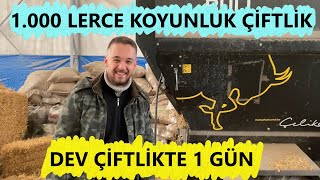 AKSU HAYVANCILIK MERİNOS ÇİFTLİĞİNİ GEZDİK Küçükbaş Hayvan Çiftliği [upl. by Artaed24]