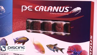 Piscine Energetics Presents Calanus [upl. by Nawram918]