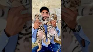 Episode 660 28 Days old tiger cubs 🧡😍🐯 [upl. by Adiv]