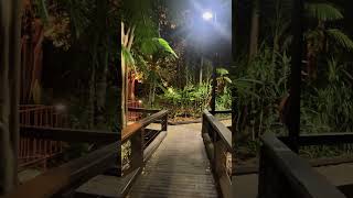 RainForest Walk Brisbane australia reels shorts short viralvideo rain trending india vlog [upl. by Awahsoj]