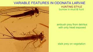 ODONATA larvae of different species vary dragonflies amp damselflies [upl. by Siegfried]