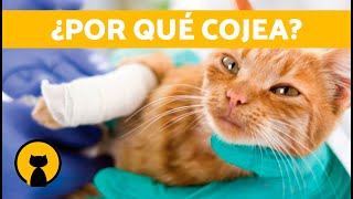 ¿Por qué mi GATO COJEA de una PATA 🐱🐾 7 Causas de Cojera en Gatos [upl. by Yelmene105]