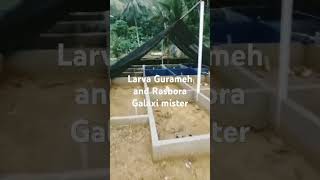 gourami larvae and shots Rasbora Galaxy fisheries poolviralvideo [upl. by Eterg322]