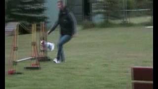 Biewer Yorkshire Terrier Agility Training [upl. by Linden574]