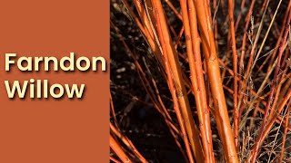 Farndon Willow [upl. by Asira]