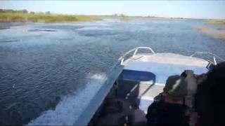 A motor boat trip on the Okavango Delta [upl. by Ghassan283]