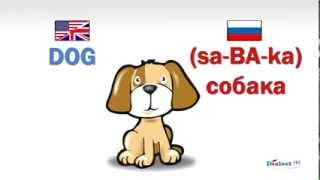 How to speak Russian  Domestic Animals [upl. by Tatianas1]