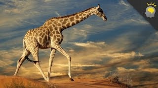 5 Amazing Giraffe Facts  Science on the Web 51 [upl. by Atiuqad]