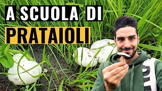 PRATAIOLI o CHAMPIGNON DOVE CERCARLI e COME RICONOSCERLI [upl. by Mosra994]